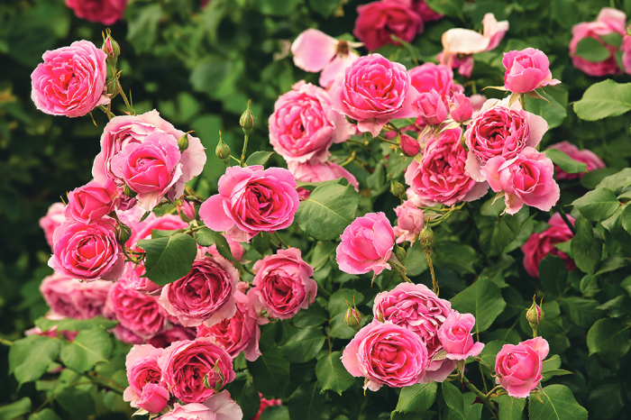 Roses lend a delicate flavor and a wonderful aroma to food.